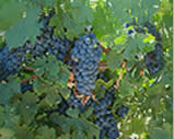Grape Vine